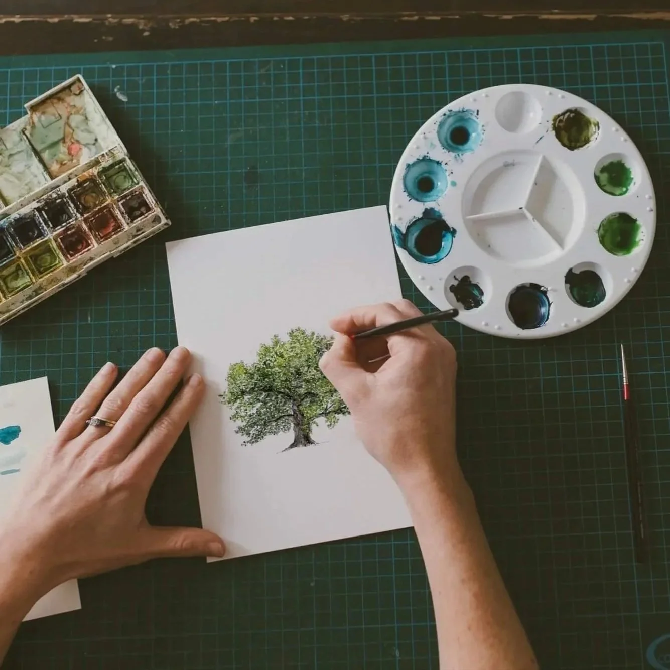 Oak tree watercolour illustration