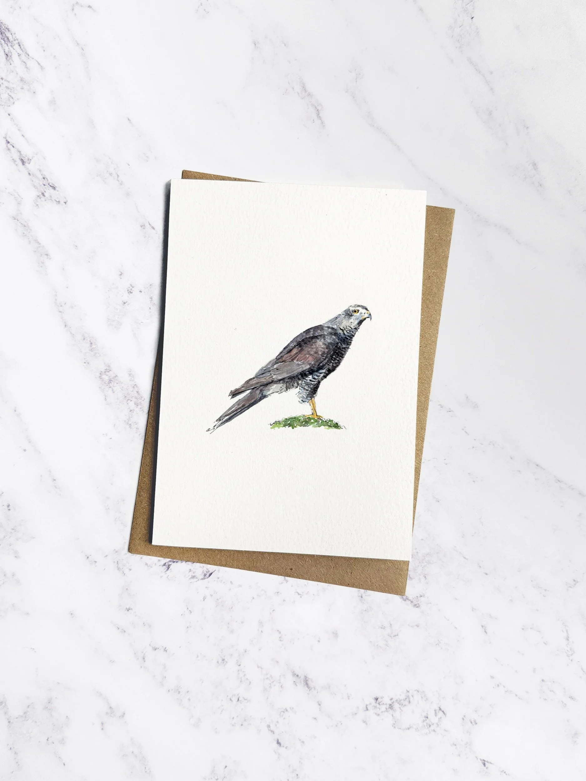 IP-C-BRI-04-Goshawk-imogen-partridge-illustration-and-design.jpg