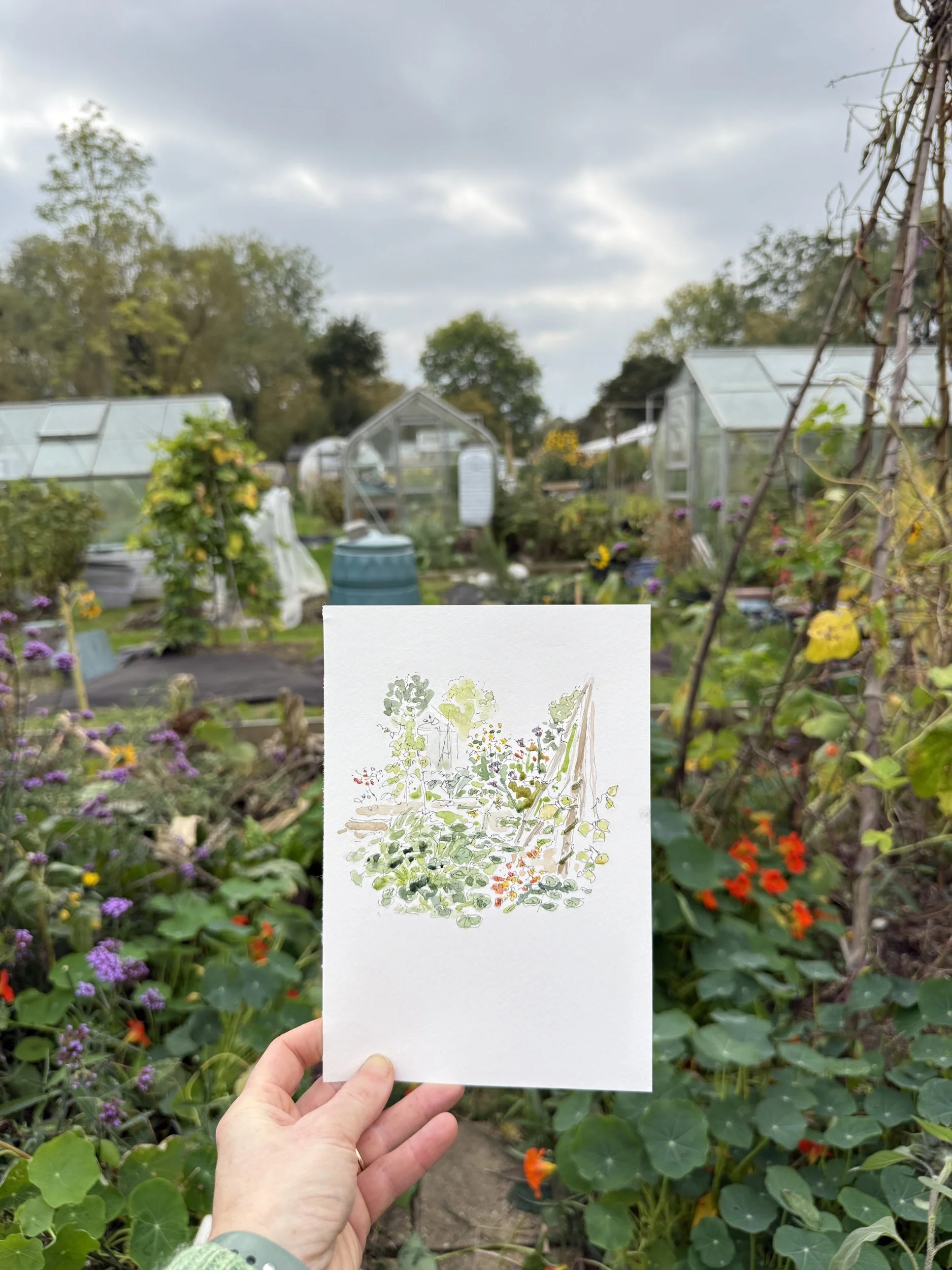 Allotment Illustration-imogen-partridge-illustration-and-design.JPG