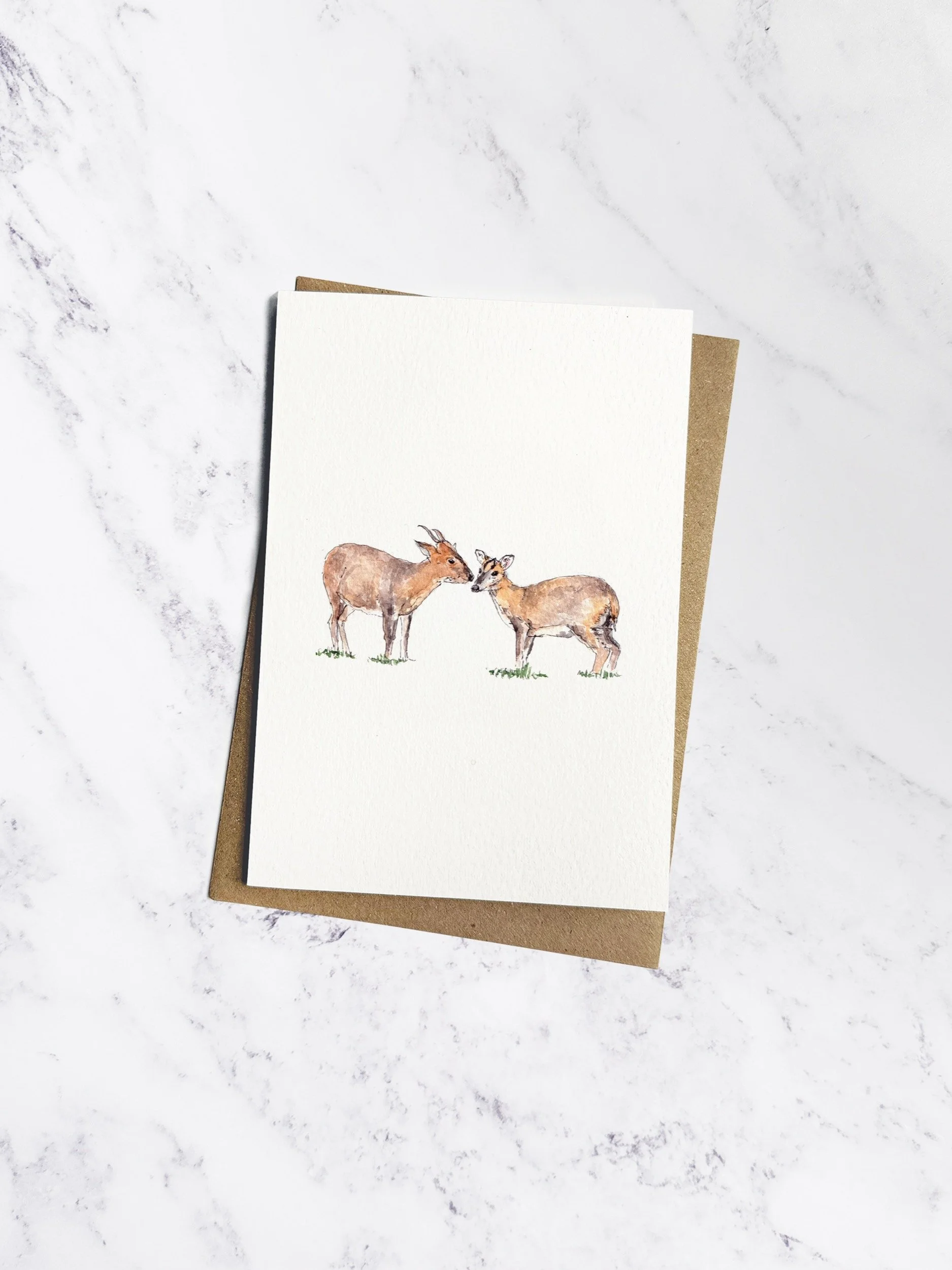 IP-C-BRI-08-Muntjac Deer-imogen-partridge-illustration-and-design.jpg