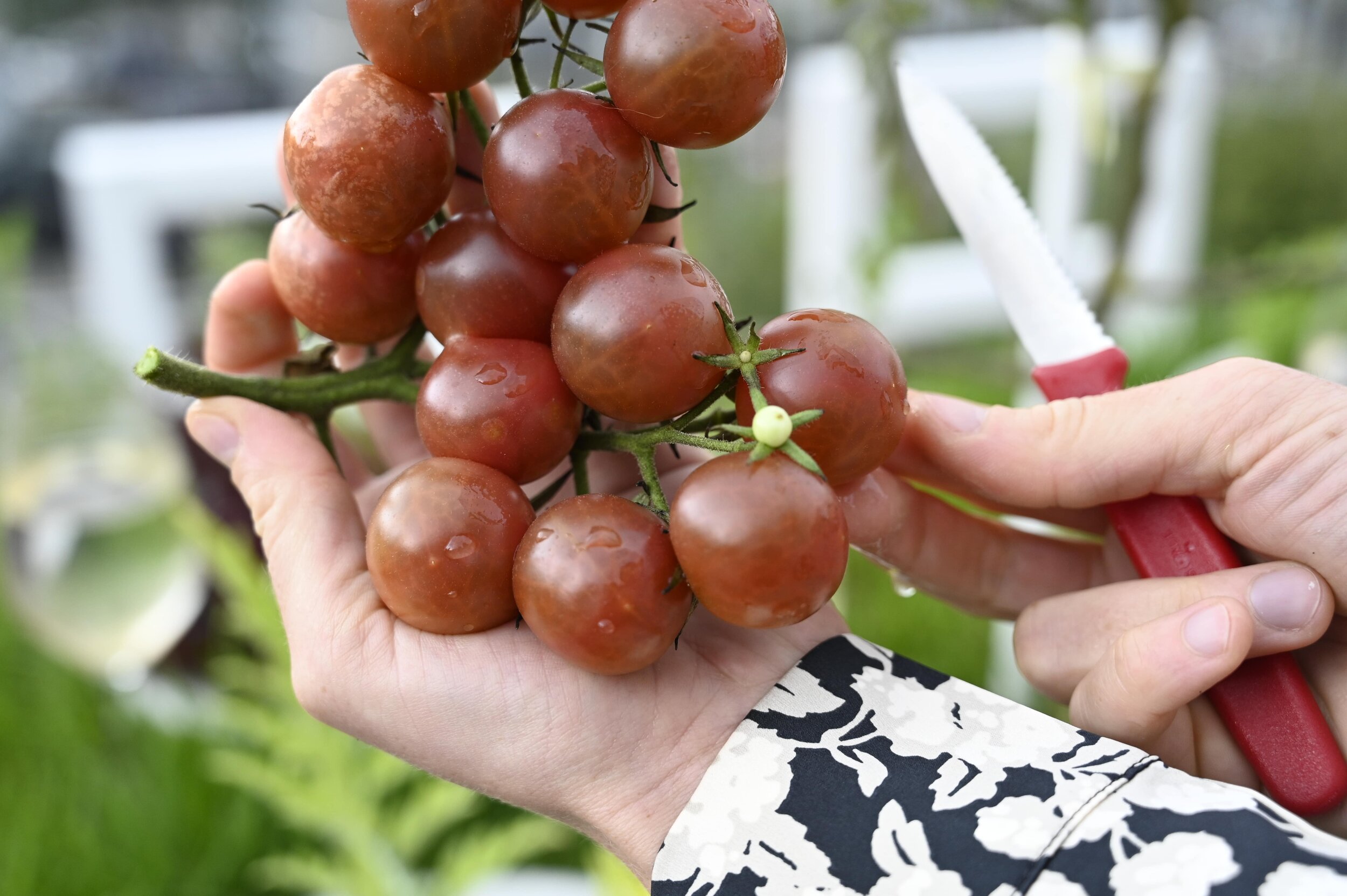  Auch im Sugo verarbeitet: Die Black-Cherry-Tomate erinnert an Kirschen und hat einen süsslichen Geschmack.  