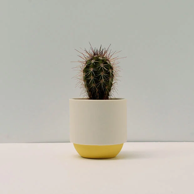 Duck_Ceramics_yellow_pot_cactus.jpg