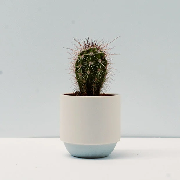 Duck_Ceramics_grey_small_pot_cactus.jpg