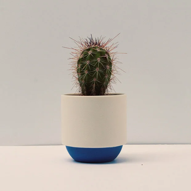 Duck_Ceramics_blue_cactus.jpg