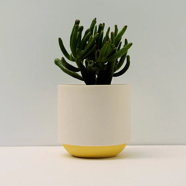 Duck_Ceramics_yellow_pot_plant.jpg