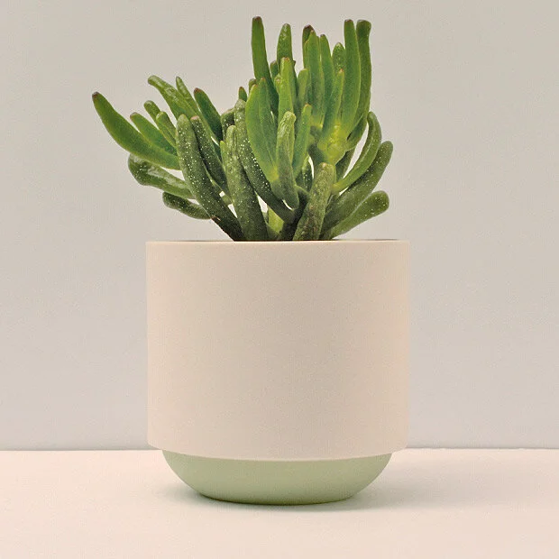Duck_Ceramics_green_pot_big_plant.jpg