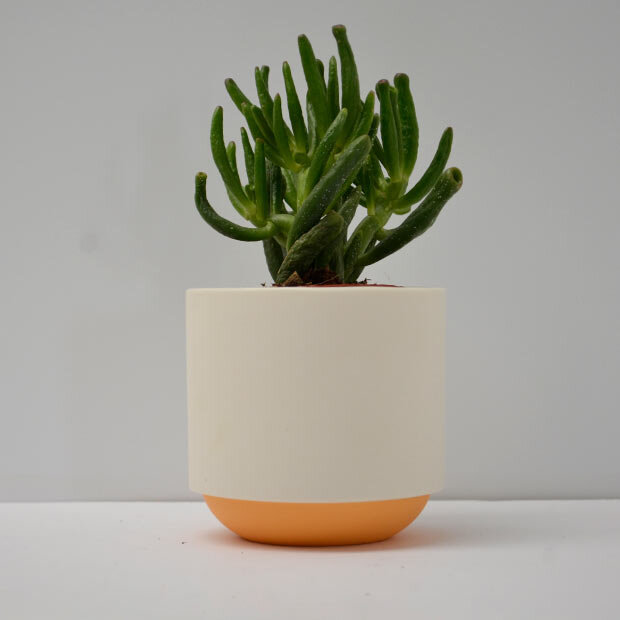 Duck_Ceramics_orange_pot_large_plant2.jpg