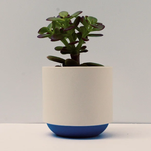 Duck_Ceramics_blue_pot_big_plant.jpg