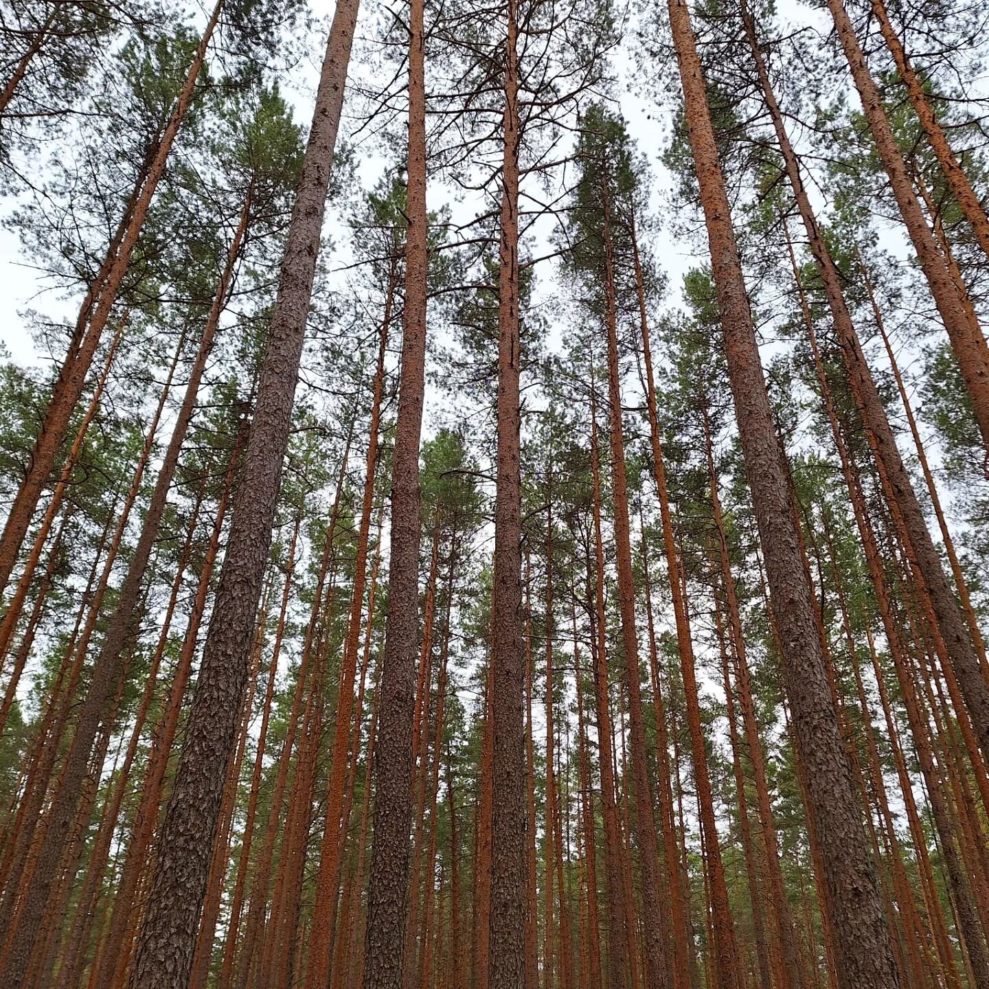 💚☘️ taking time to enjoy the beautiful nature while walking in the woods. ☘️ Love these tall pines! 💚💚
#guidingvitality #vitalitycoach #naturelovers #naturetherapy #mindful #balance #walk #woods #vitality #estonia