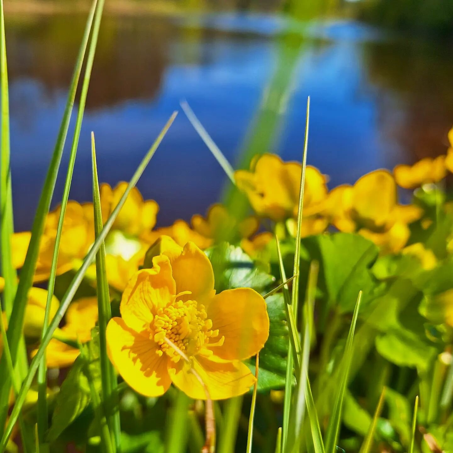 💛 my favourite month May has started. Let's enjoy the sunshine and the blue - green world! 💚💙

#guidingvitality #vitalitycoach #naturelovers #mindful #awe #naturephotography #walk #vitality #estonia #p&auml;rnu