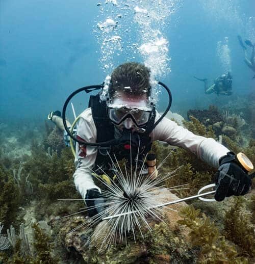 Marine-Biologist-Diver-Urchin-NicoleHelgason-Shutterstock_690245377_web500.jpg