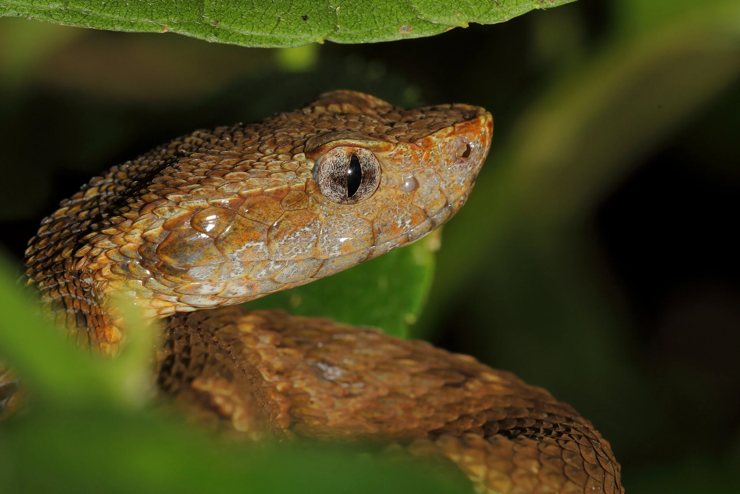 _W0A7384 JA Bothrops atrox, Gewone lanspuntslang. Peter Grobben.JPG