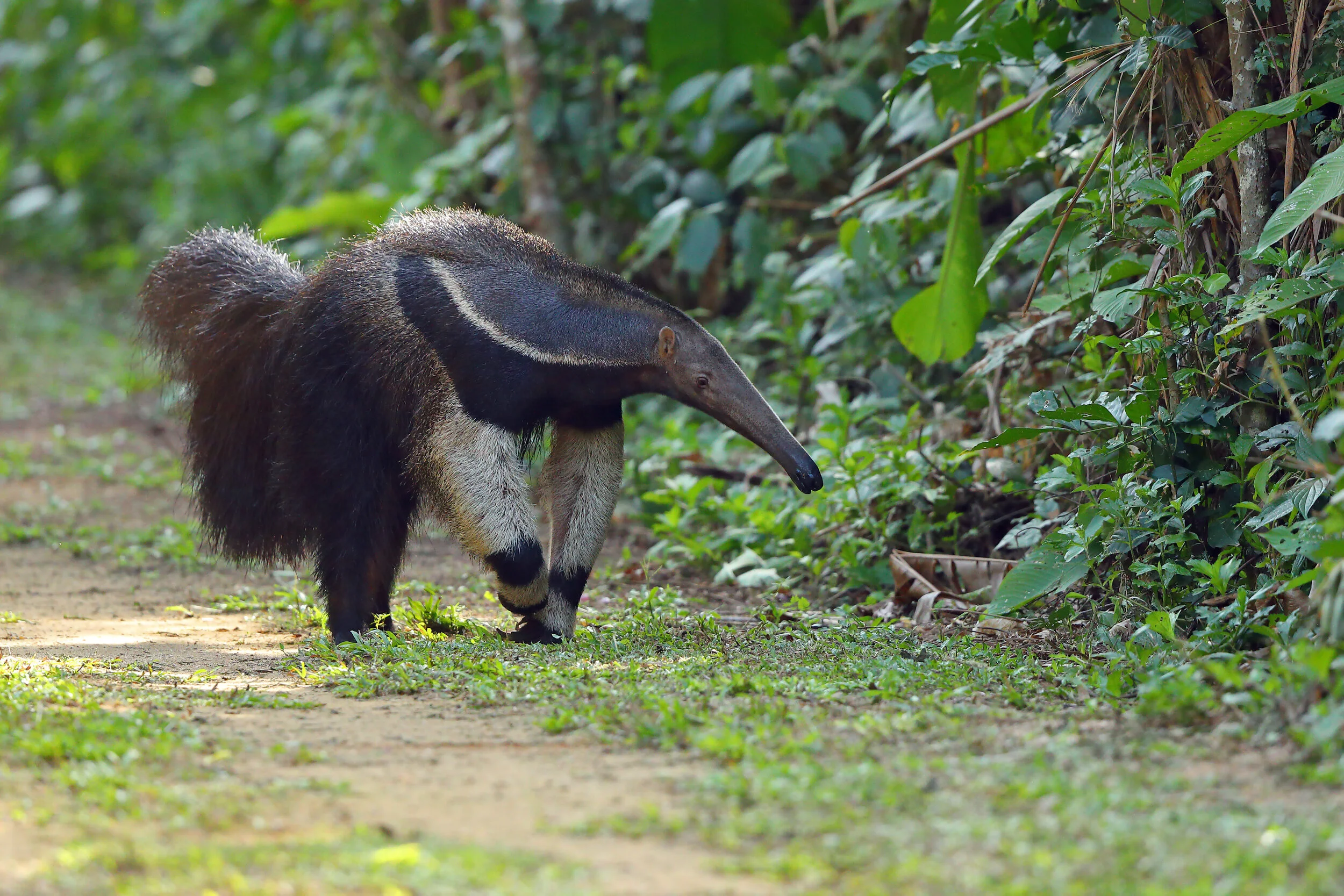 _W0A2615 Reuzenmiereneter. Peter Grobben.JPG