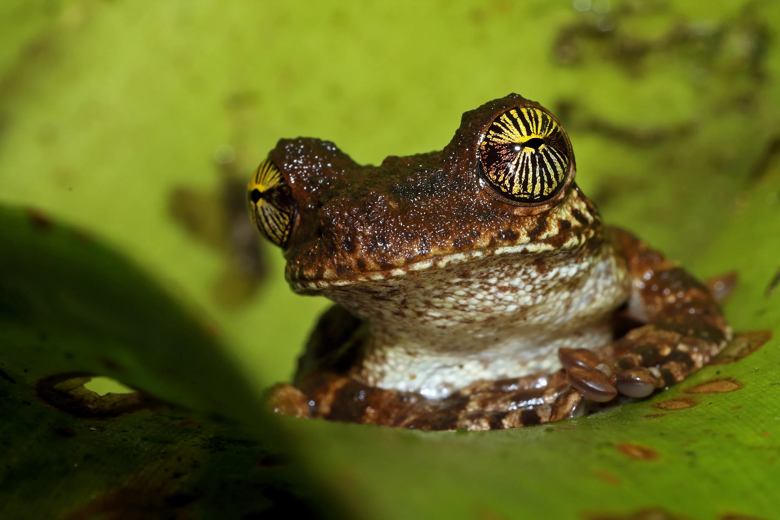 _W0A0148 JA Giant Broad headed Treefrog. Peter Grobben.JPG