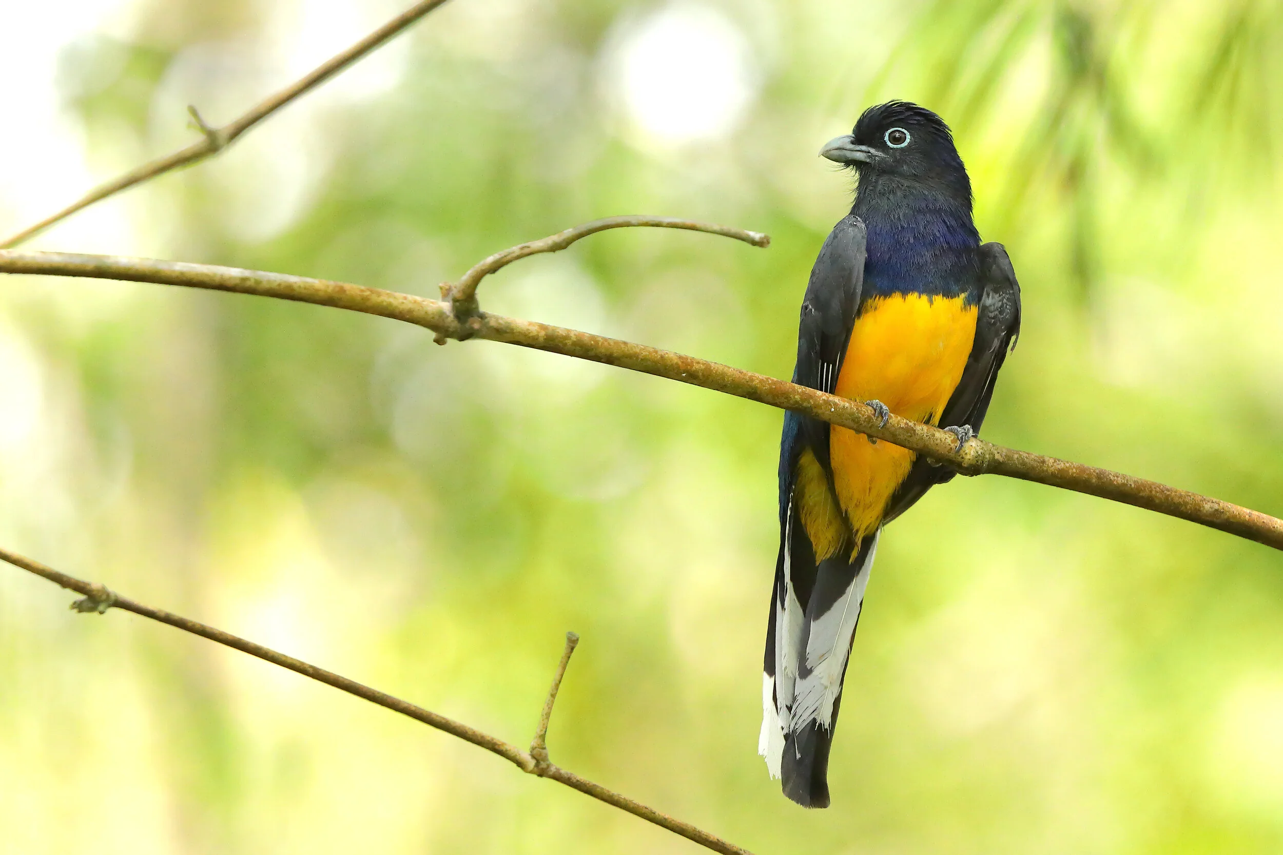 _W0A0971 Amazonian White-tailed Trogon. Peter Grobben.JPG