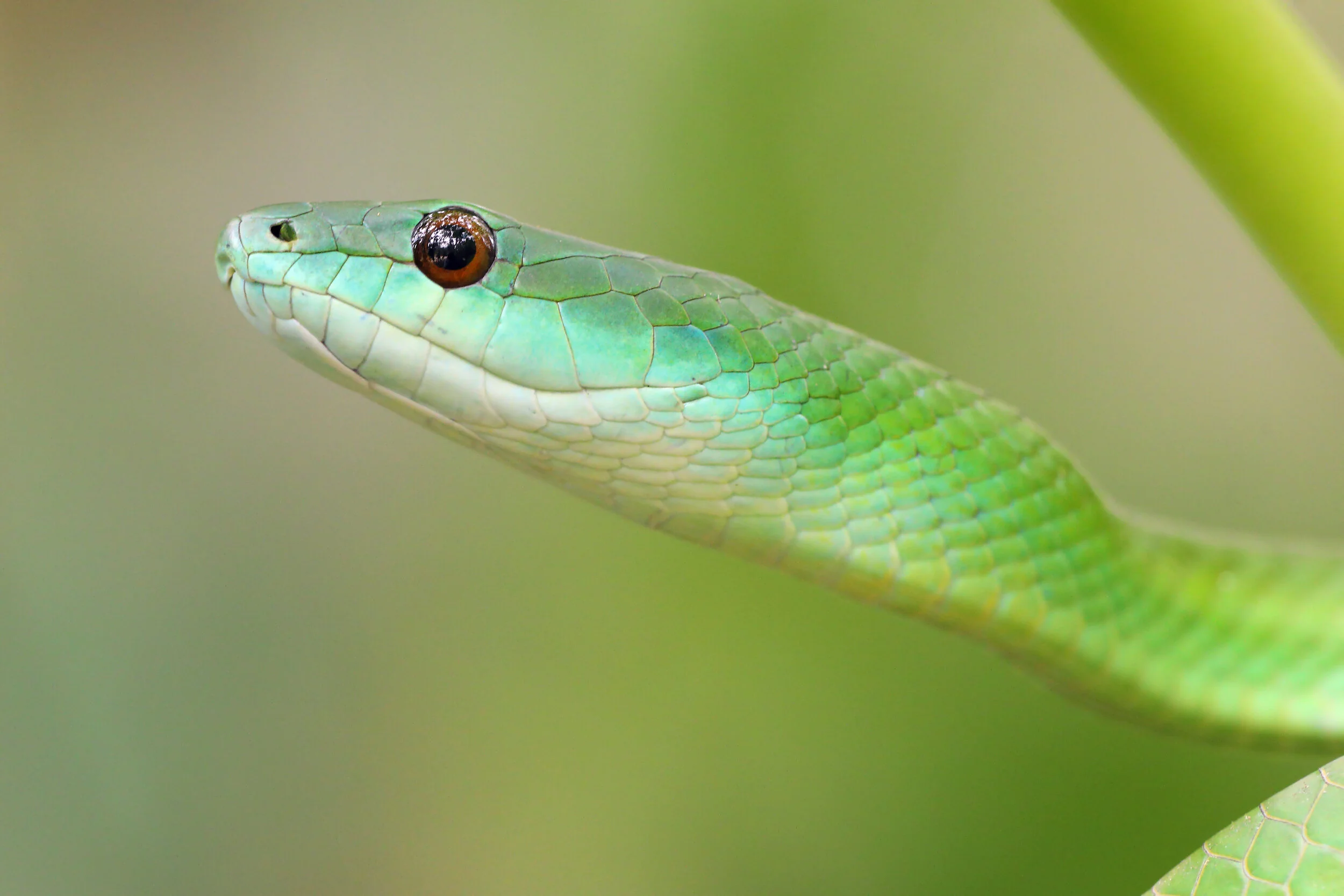 _W0A1615 JA Emerald palm snake. Peter Grobben.JPG