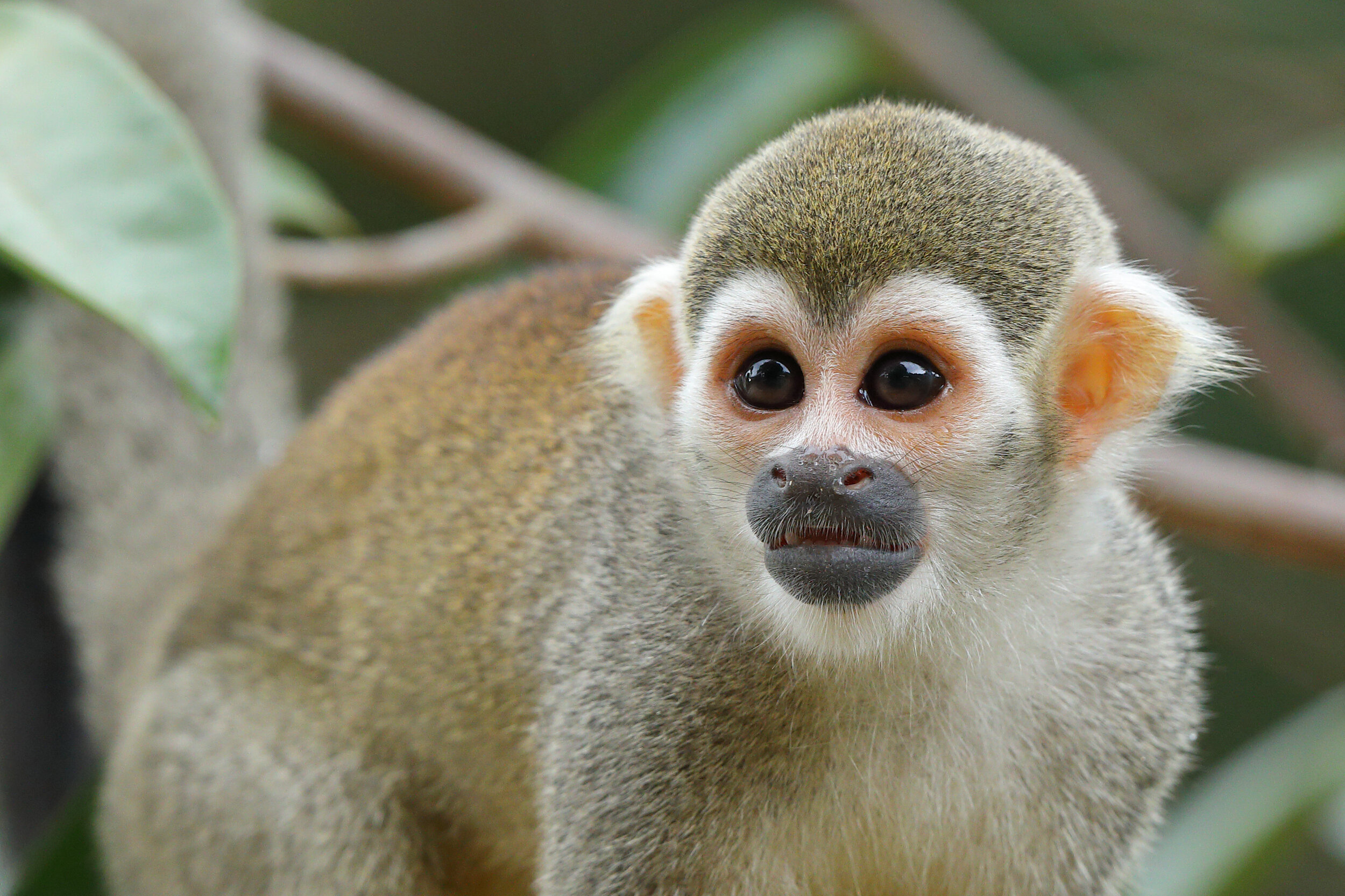 _W0A8361 Common squirrel monkey, Grijsgroen doodshoofdaapje. Peter Grobben.JPG