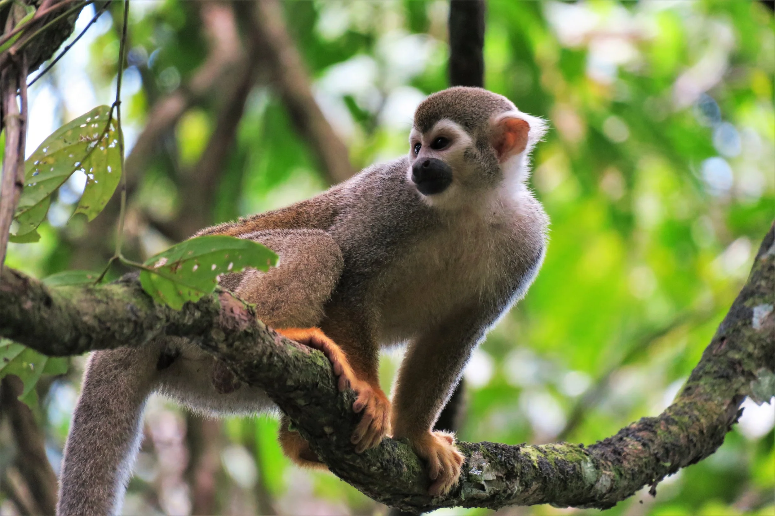 peperpot park aap.JPG