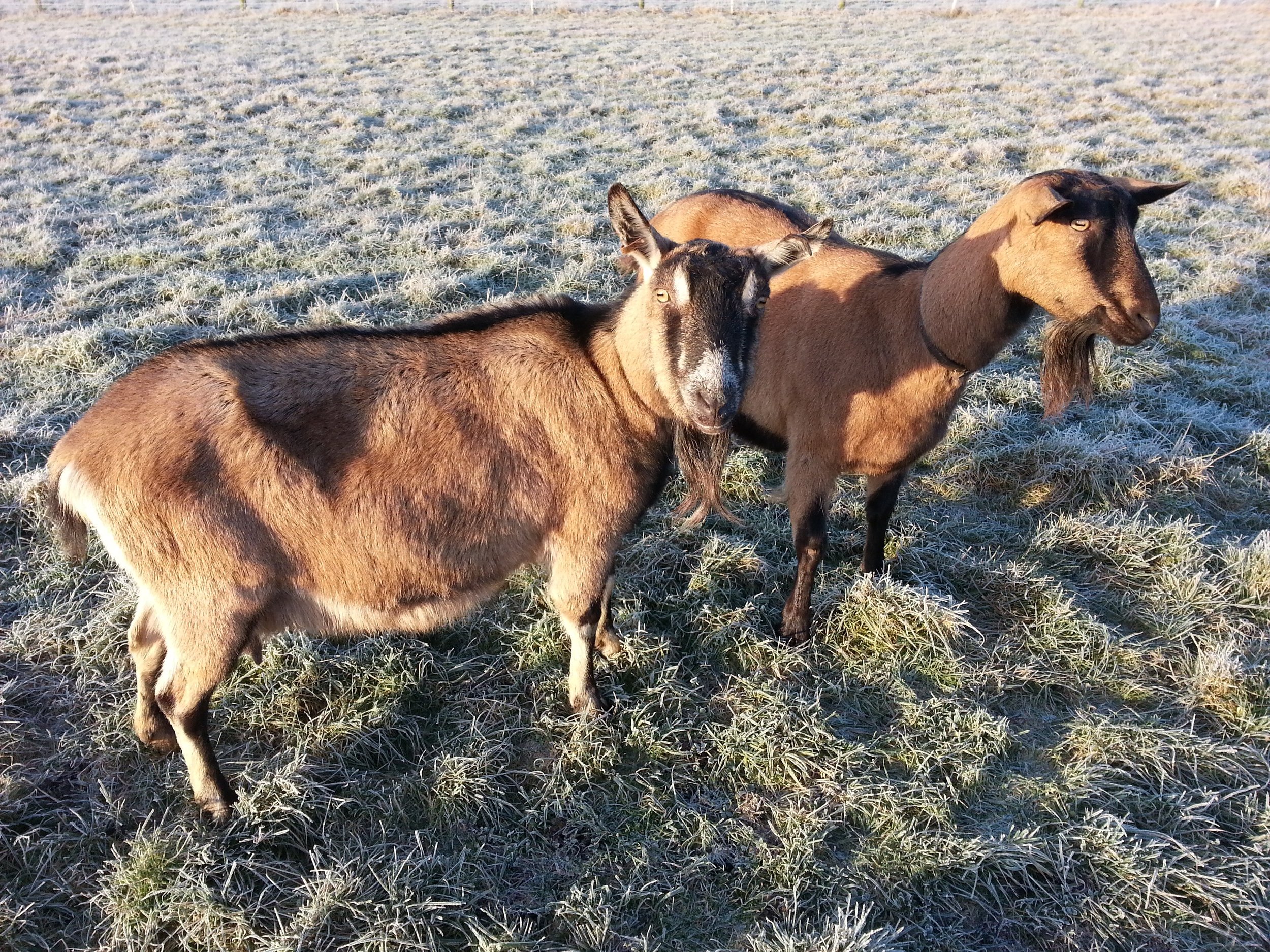 English Goats — English Goat Breeders Association