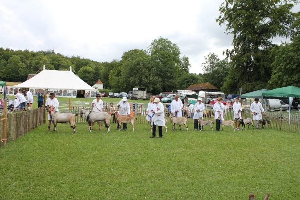 EnglishGoat90.JPG