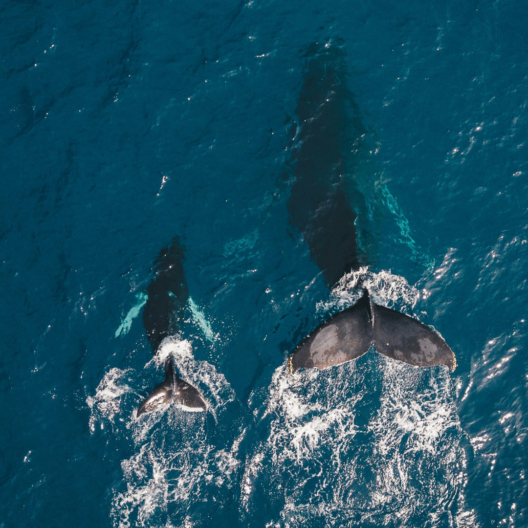 Copy of Mailerlite - Email Photo Squares (4).png