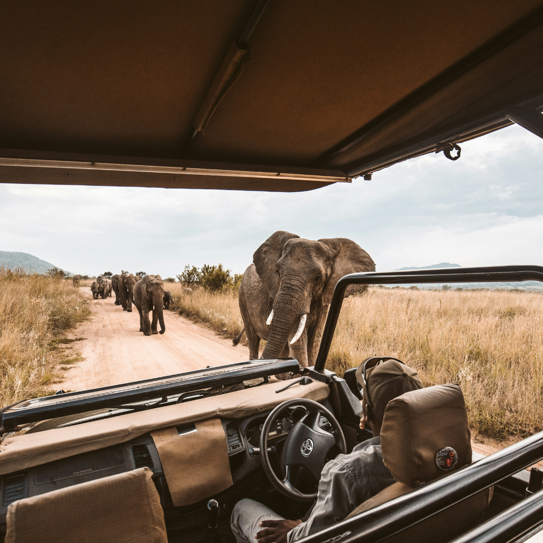 South African Safari