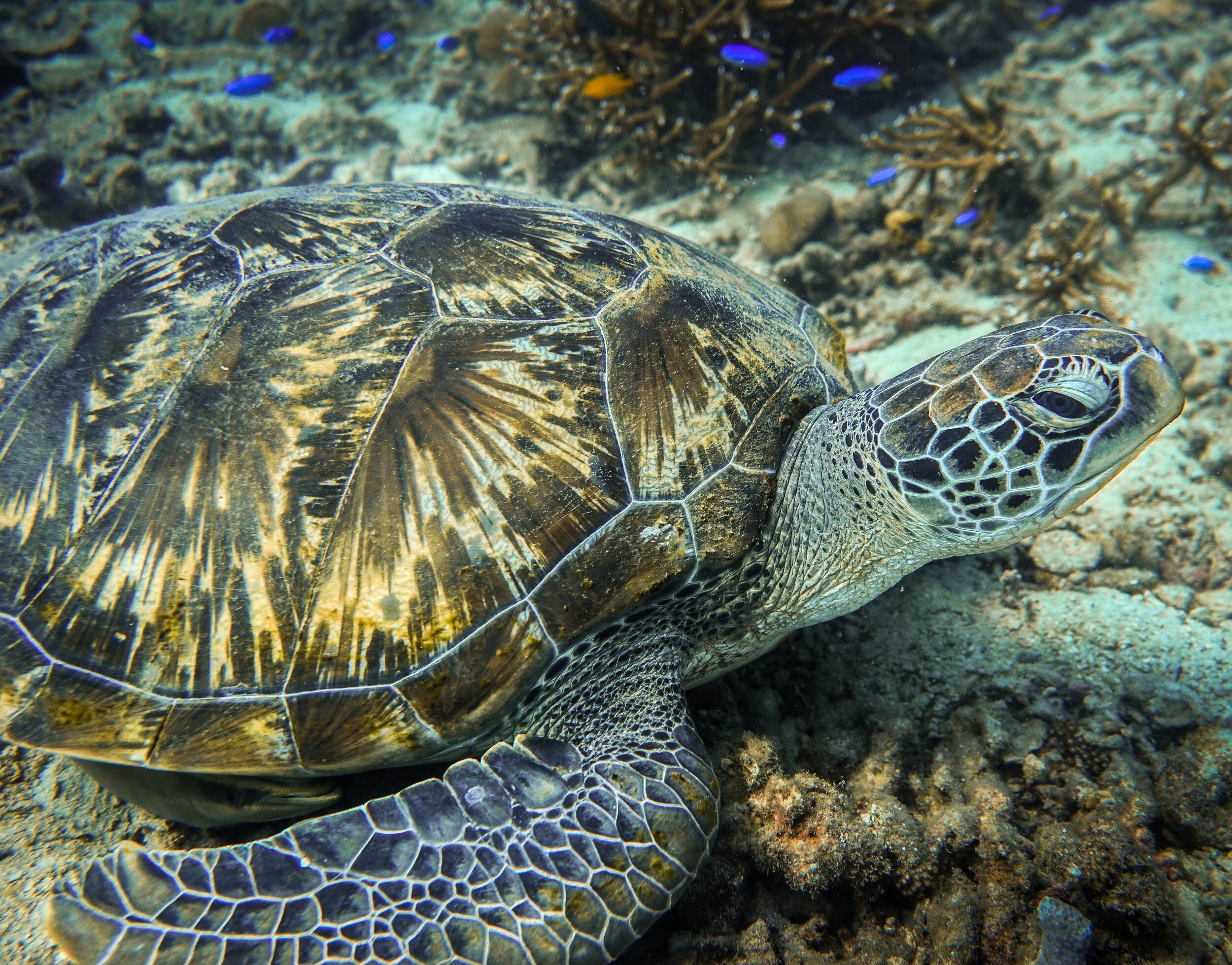 sea-turtle-relaxing-underwater