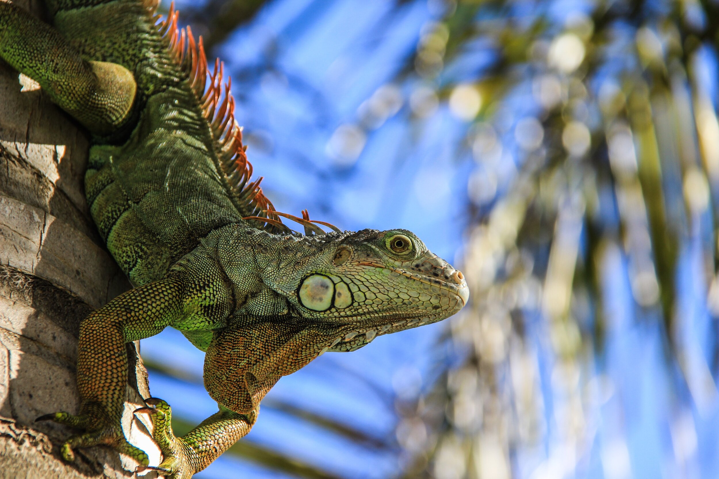 iguana-chilling-on-a-tree-bvi-guana-island