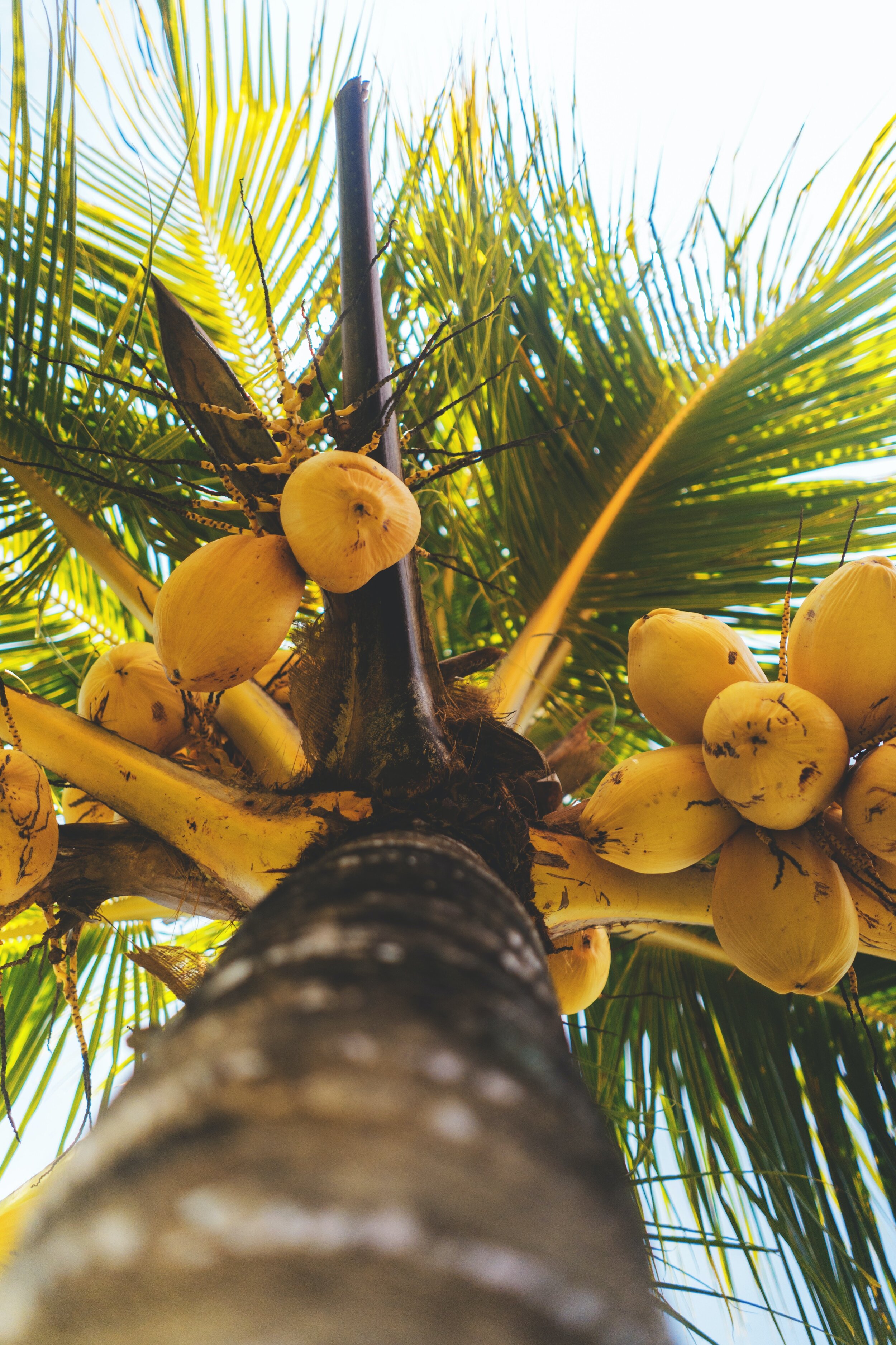 coconut-palm-trees-guana-island-nature