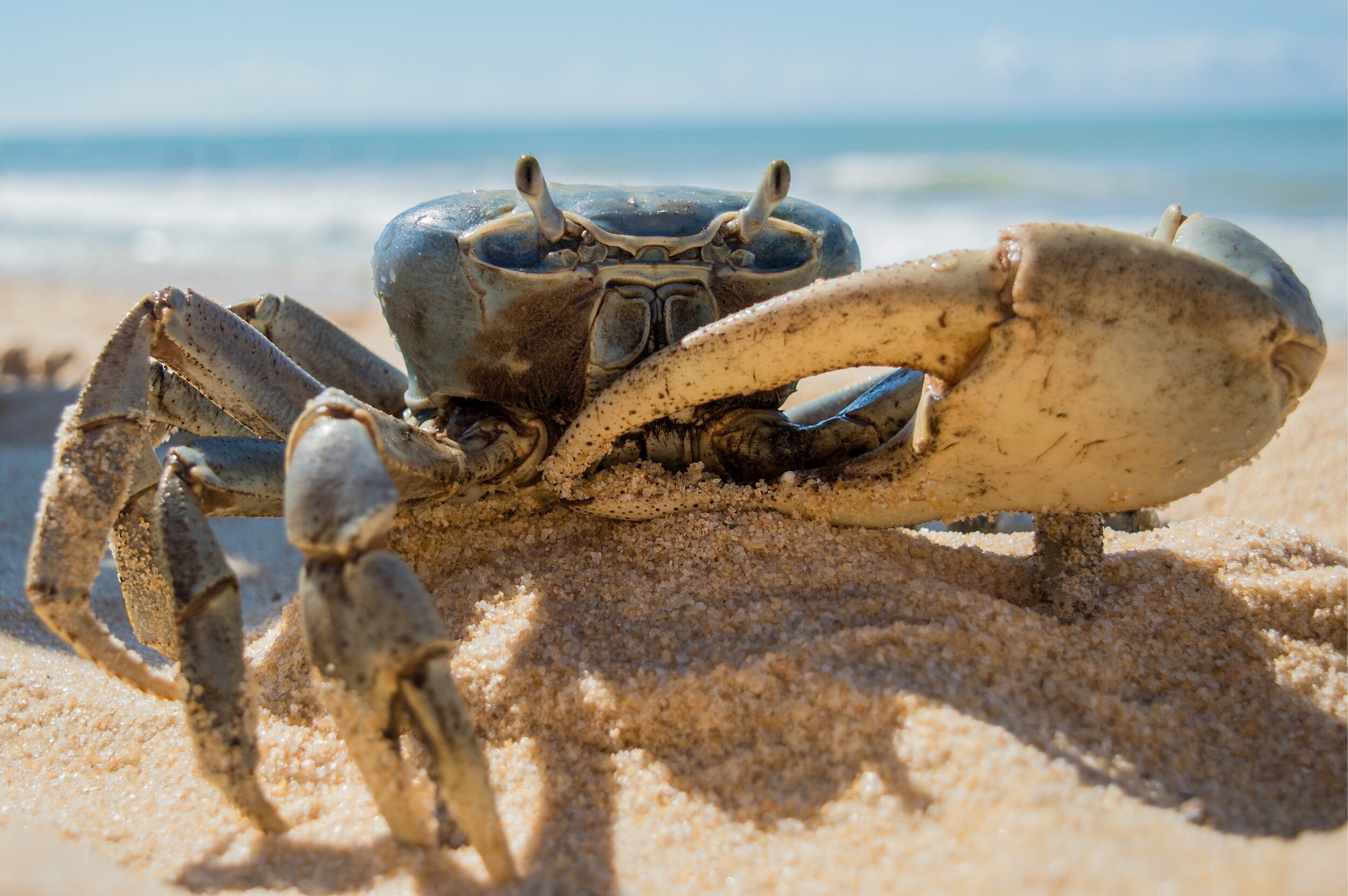 crab-on-the-beach
