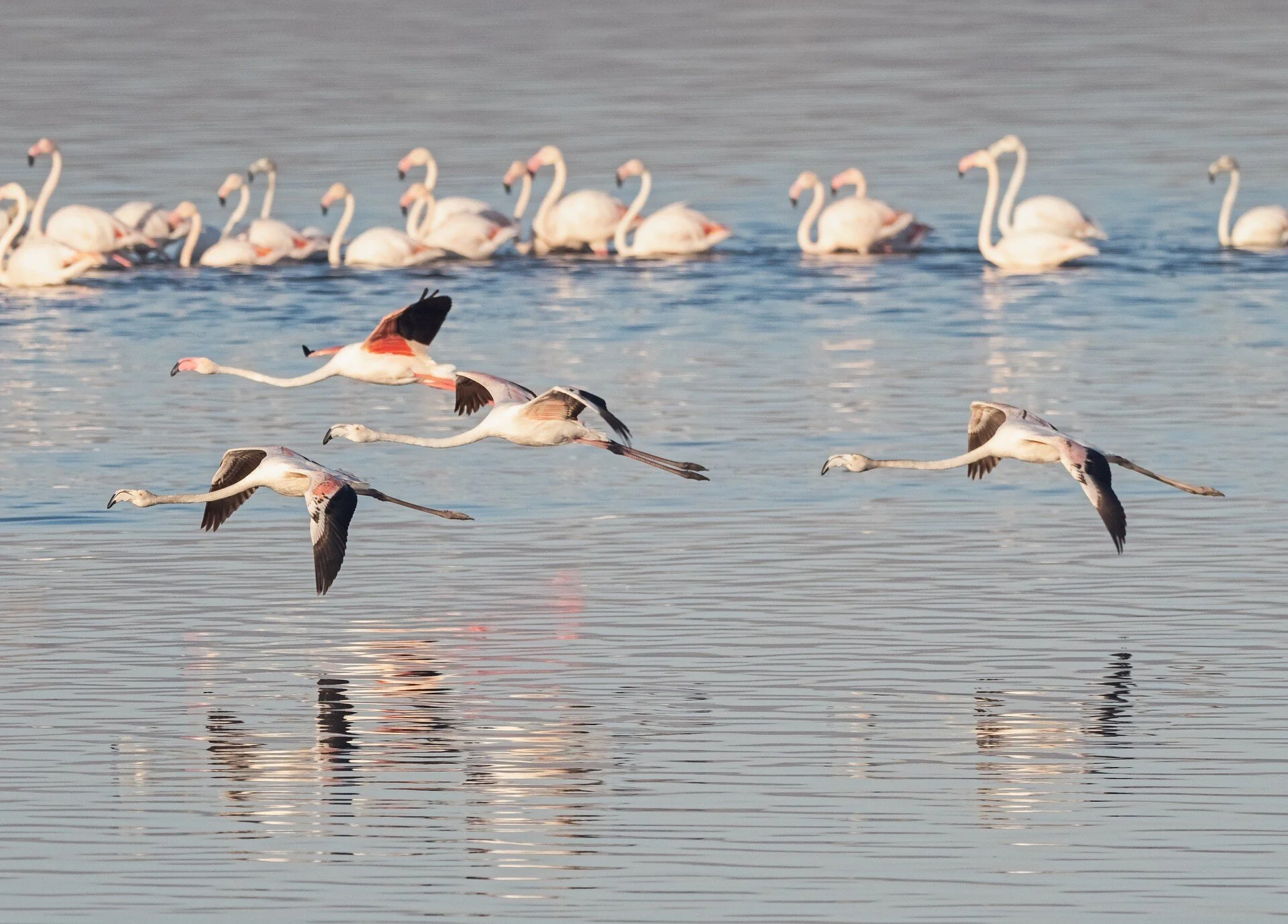 Nature in the BVI Anegada Flamingo.jpg