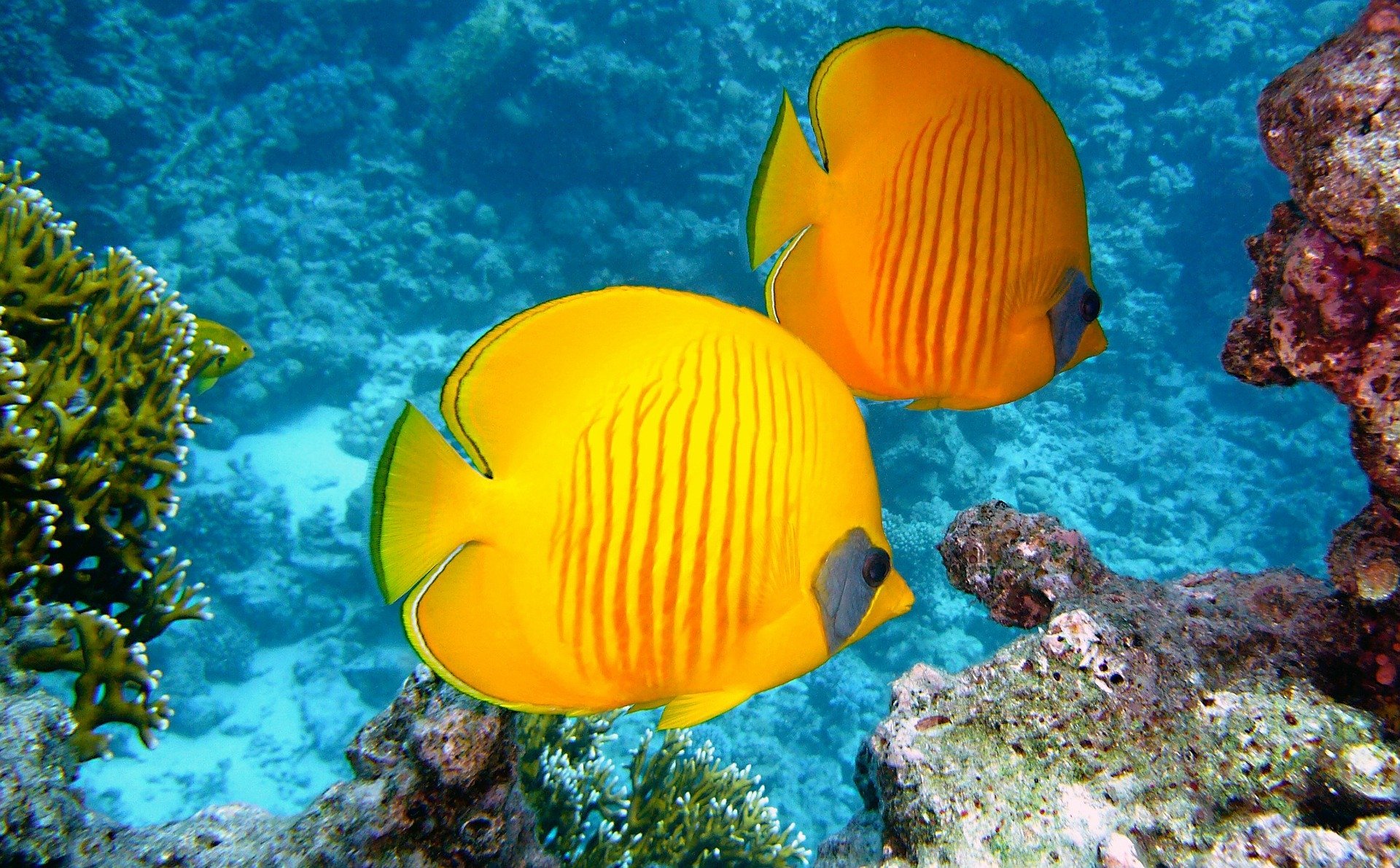 yellowfish-underwater-snorkel.jpg