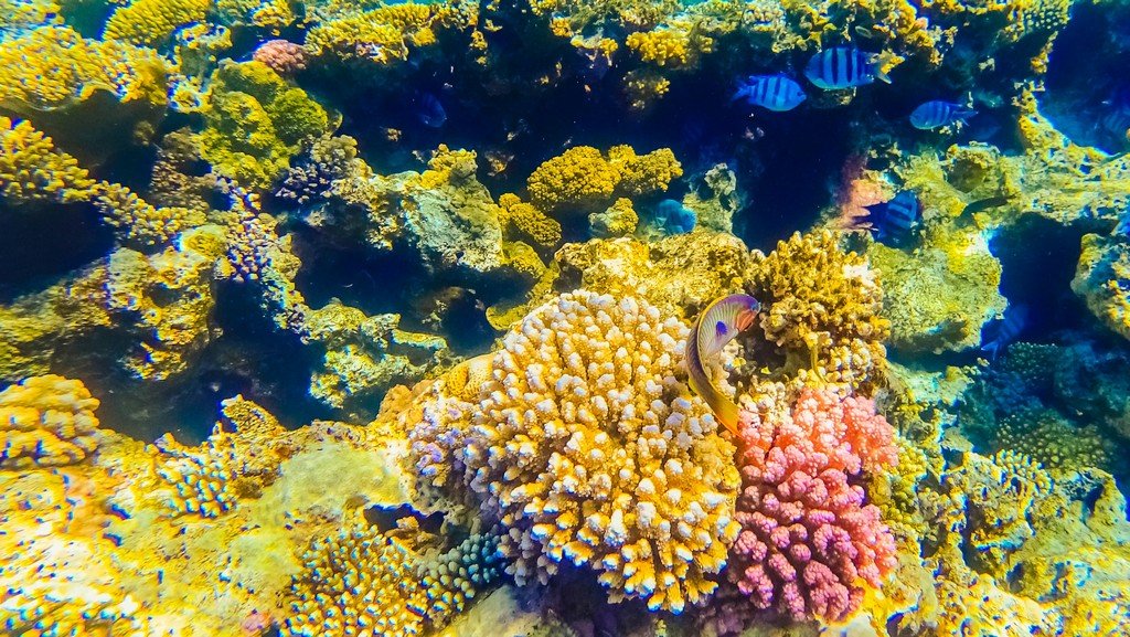 coral-reef-british-vrigin-islands.jpg
