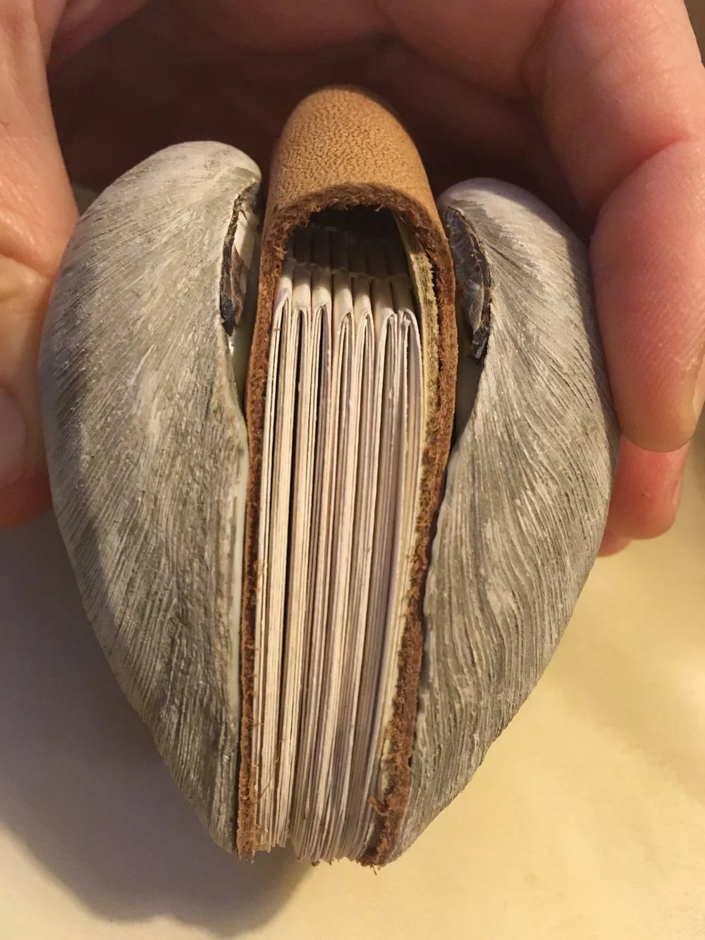 Clam Book