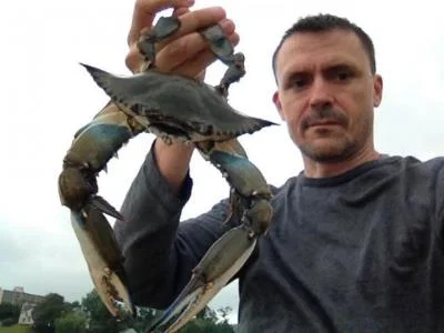 Blue Crabs