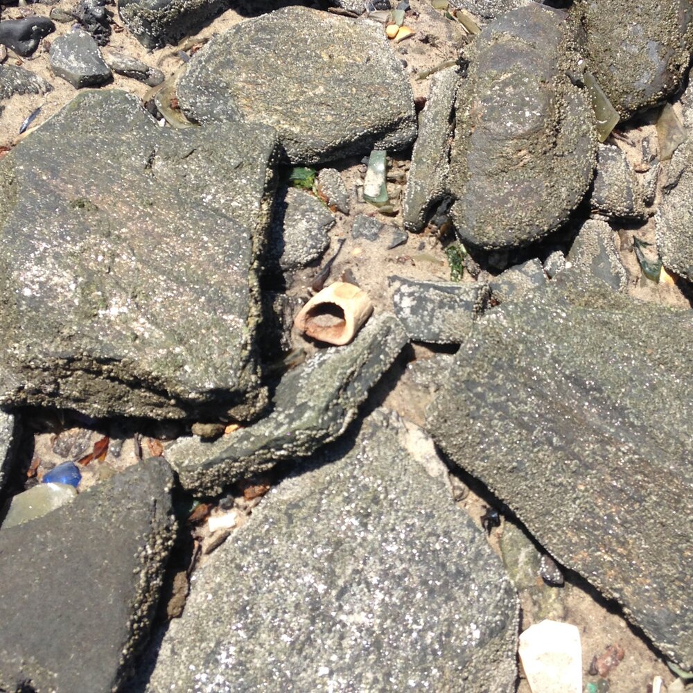 A horse bone in the rocks