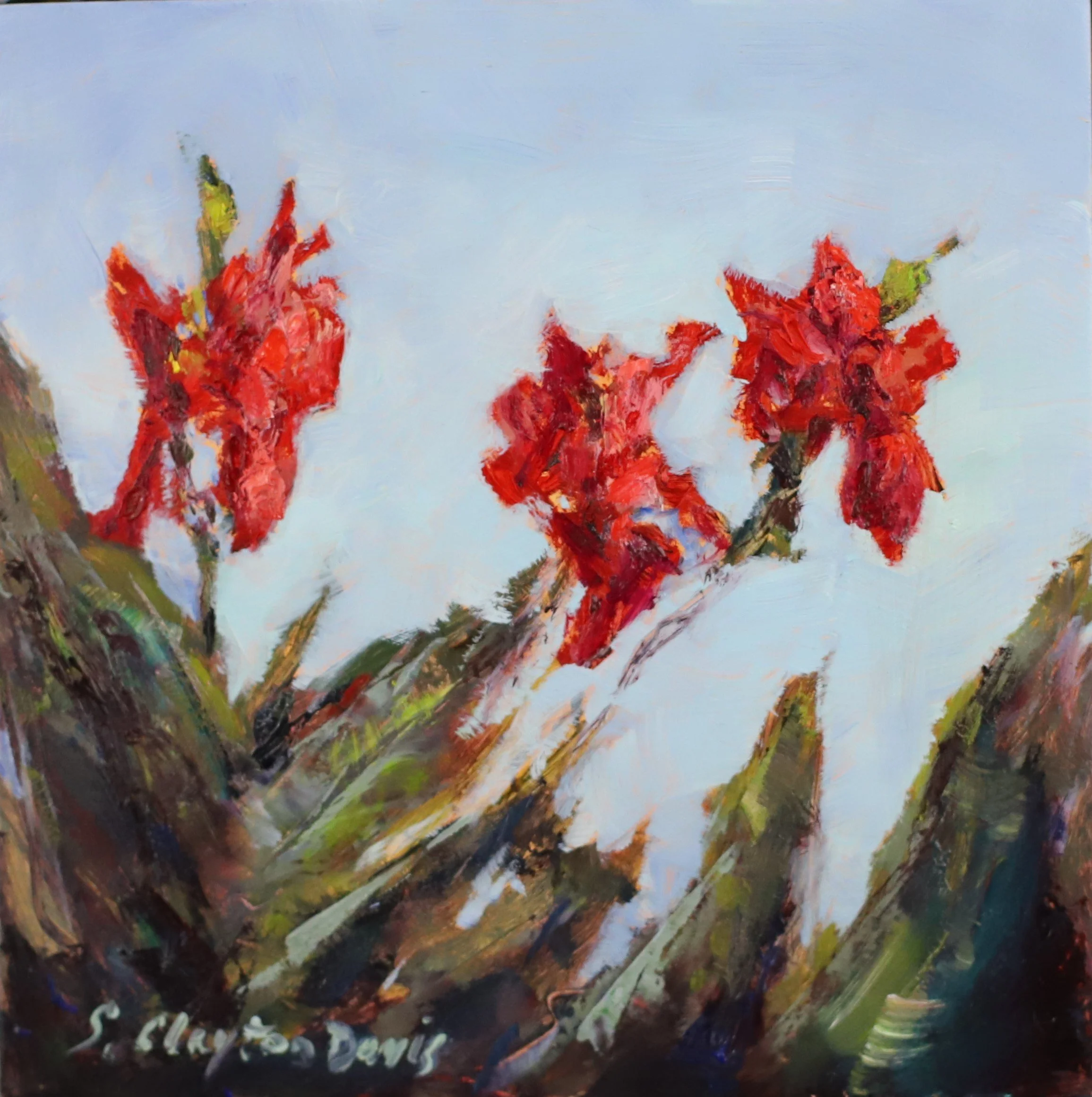 Red Canna Study