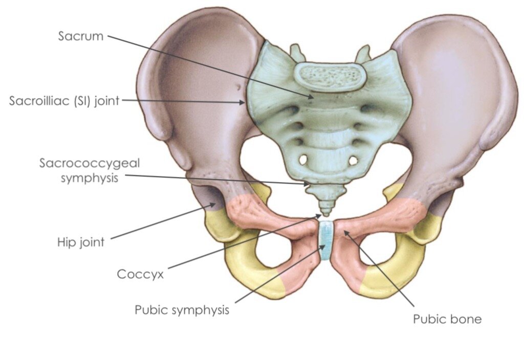 Pelvic girdle Meaning 