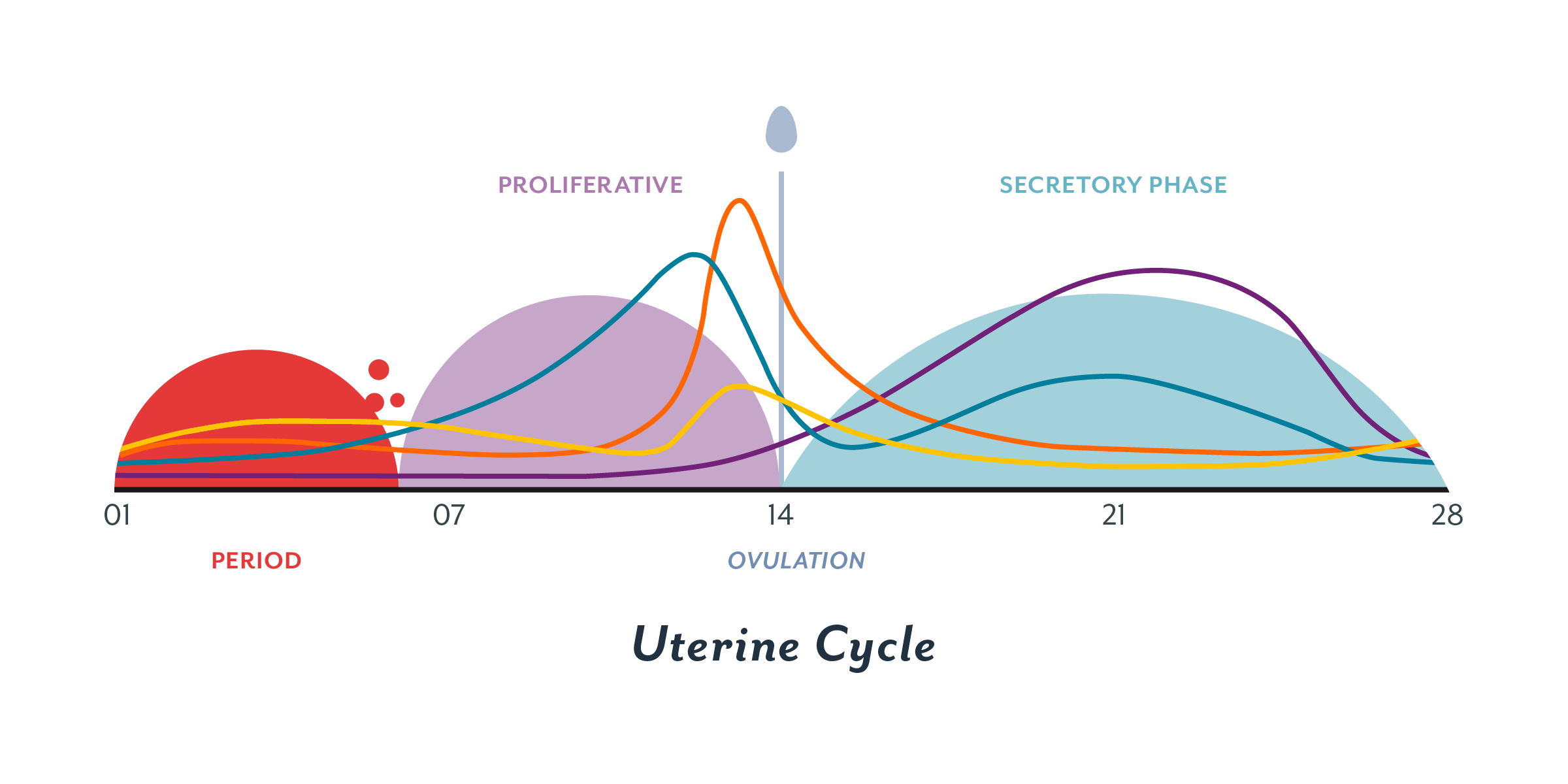 Getting to grips with your cycle