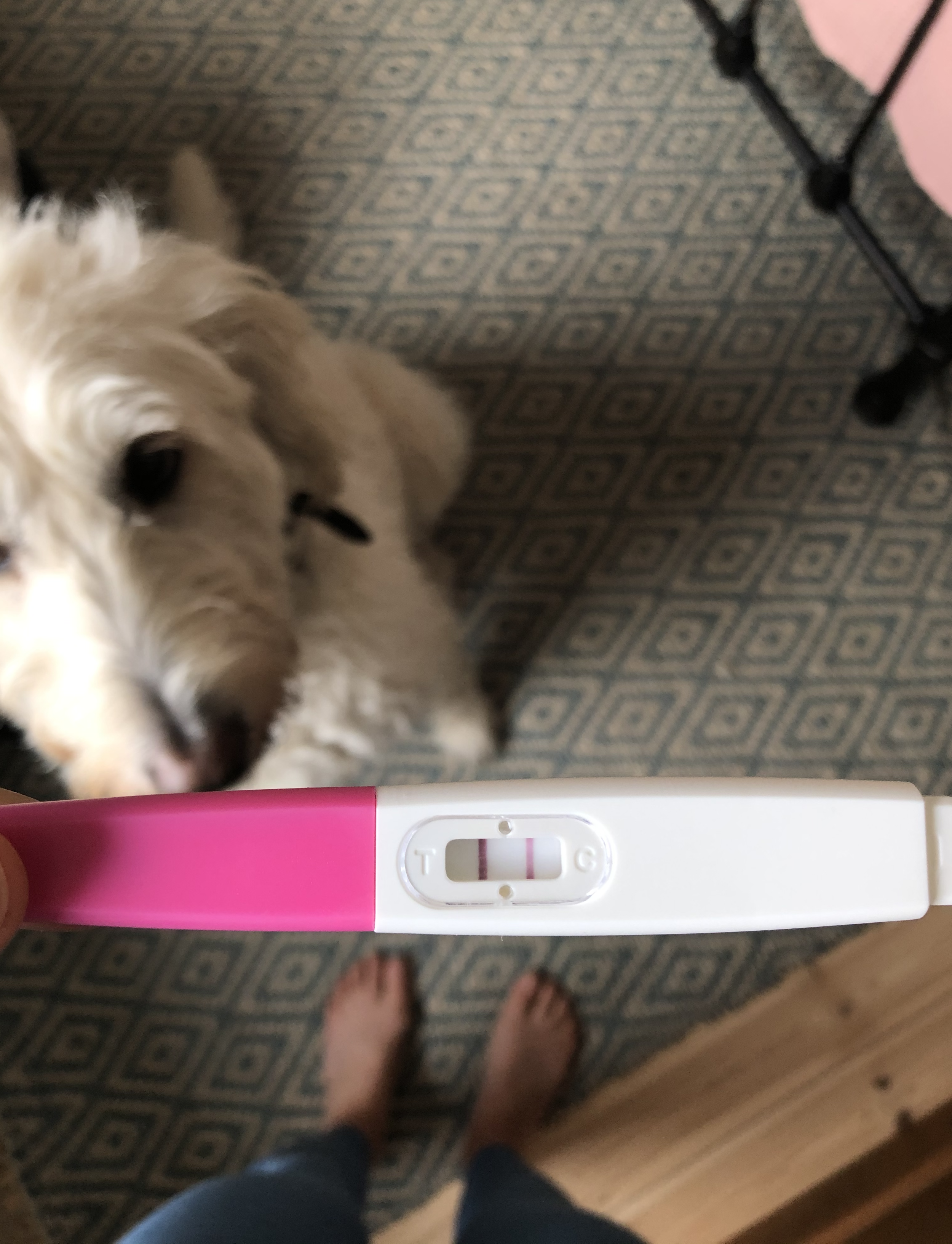 Pregnancy Diaries - The First Trimester