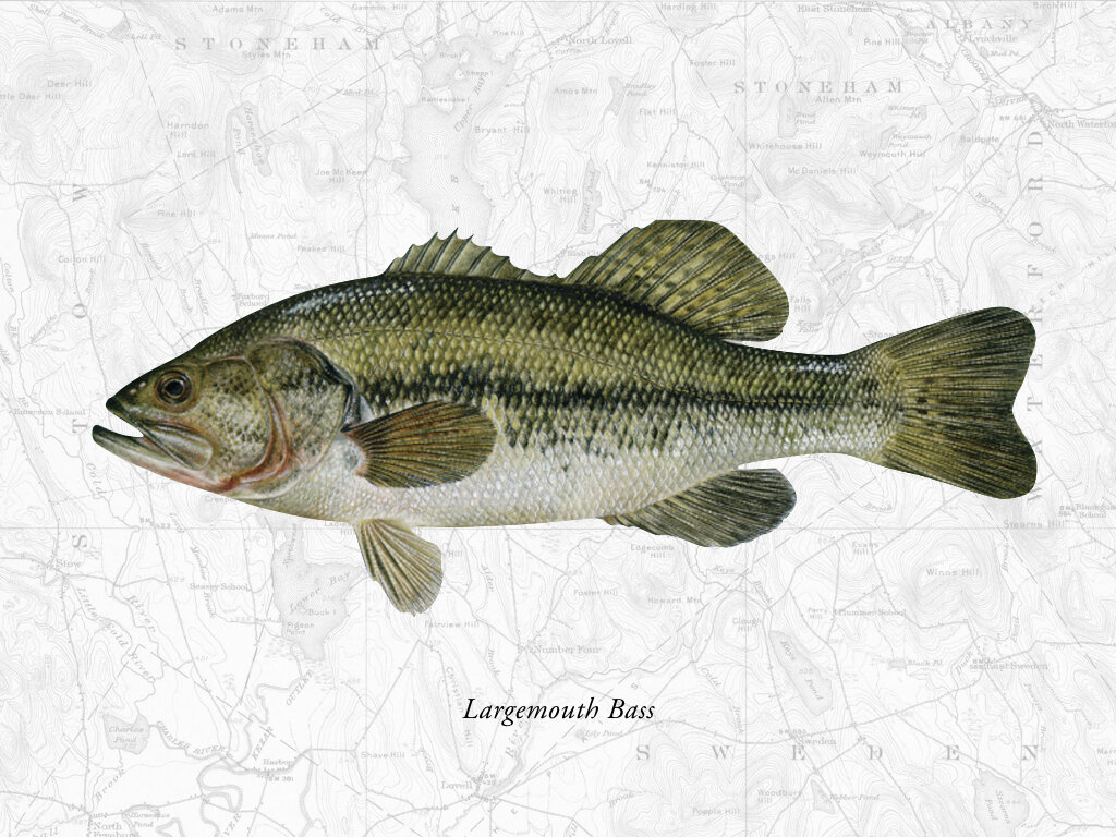 Largemouth Bass