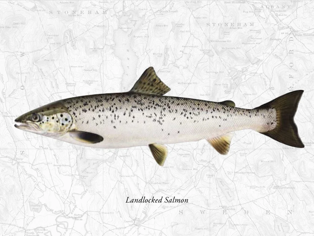 Landlocked Salmon