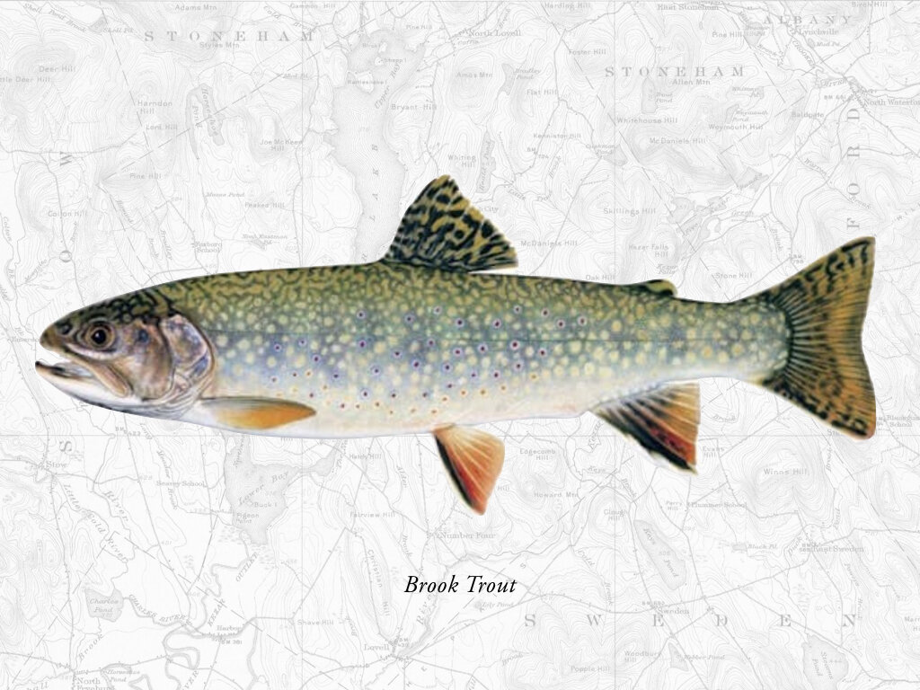 Brook Trout