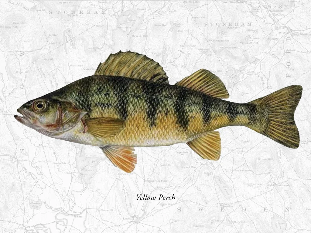 Yellow Perch