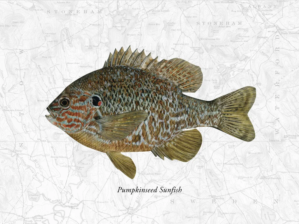 Pumpkinseed Sunfish