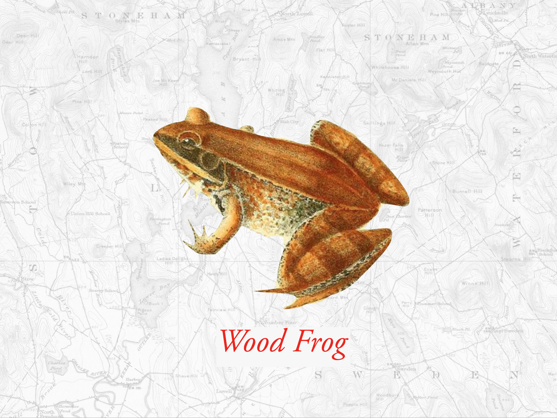 woodfrog.png