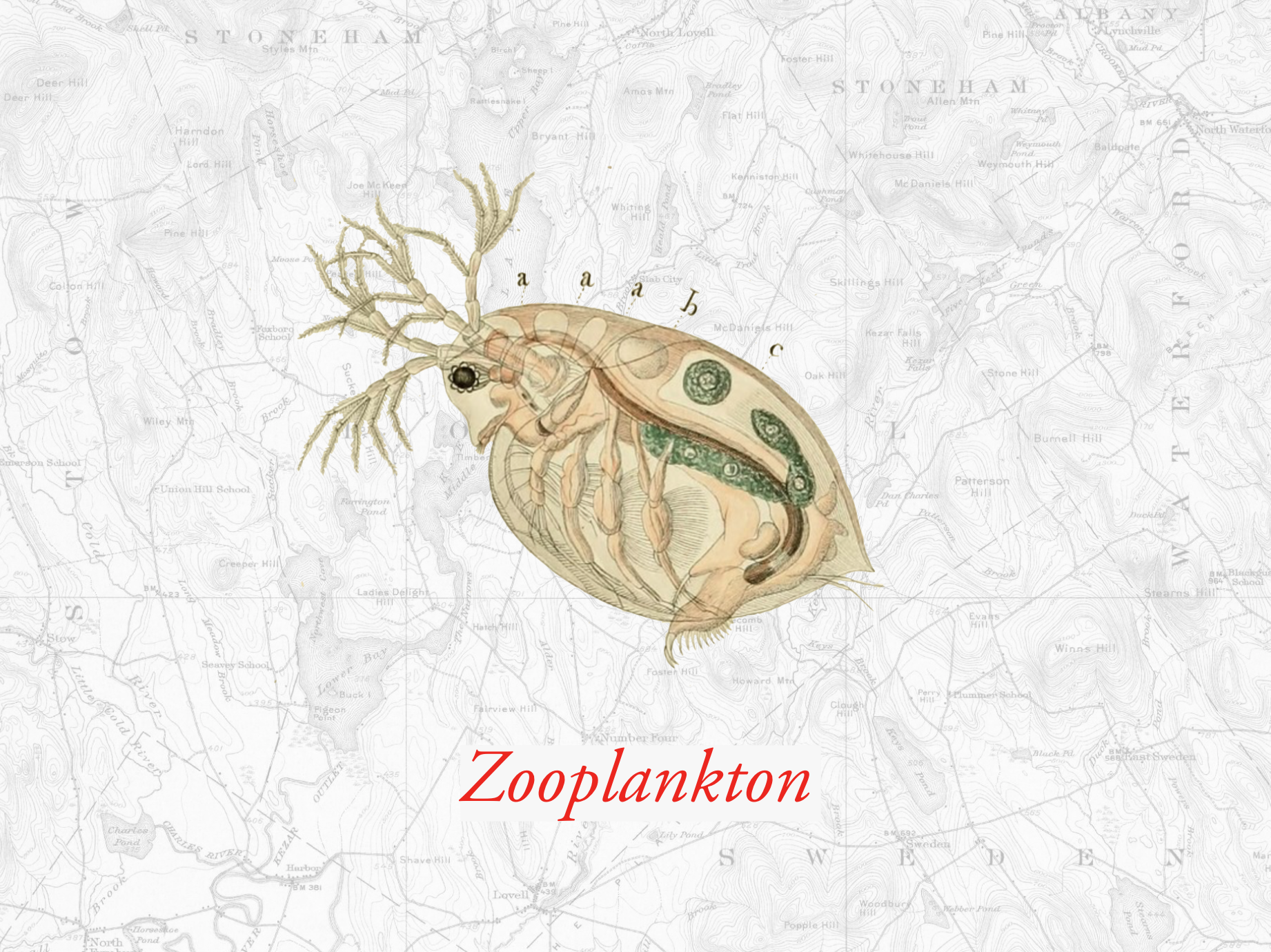 zooplankton.png