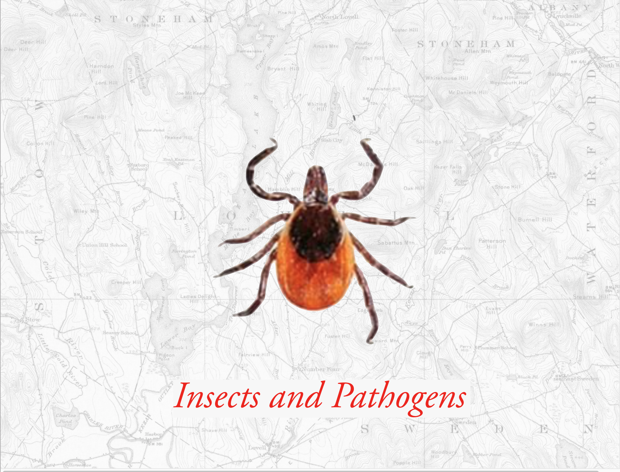 insects and pathogens.png