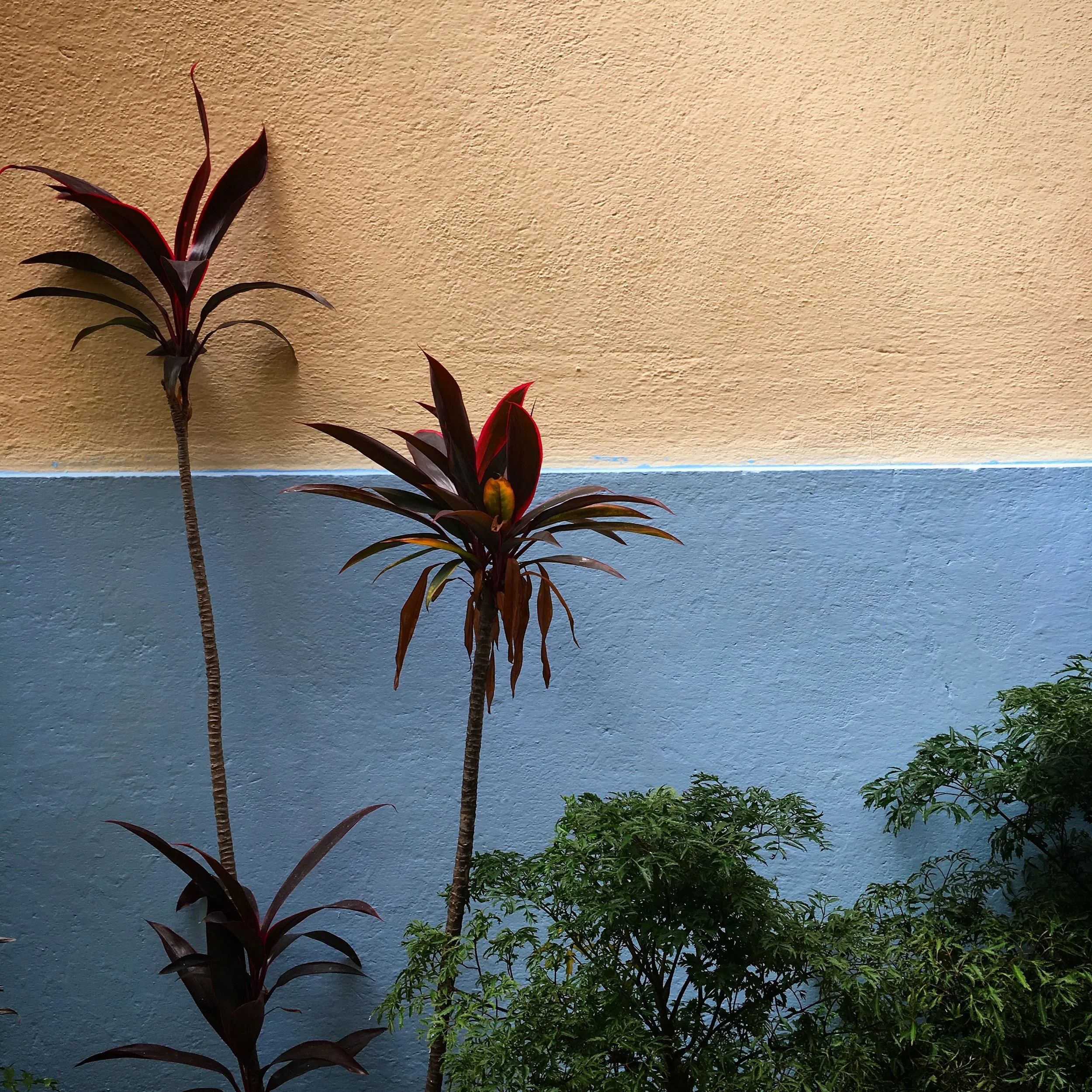 wallflower | havana, cuba (2017)