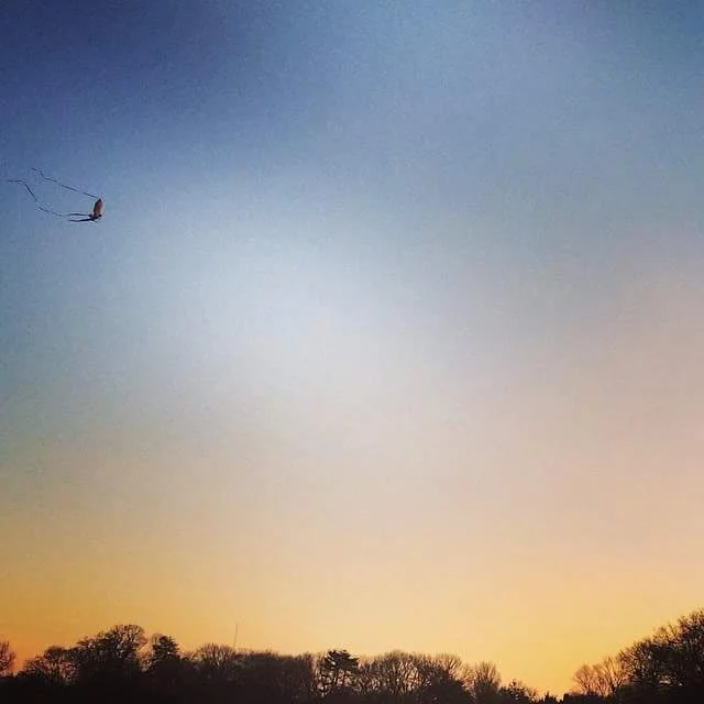lets go fly a kite | prospect park, brooklyn (2015)